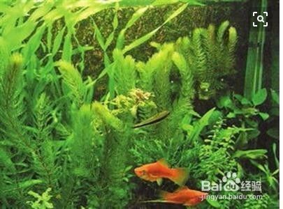 印尼大湖紅龍魚多少錢一斤（印尼大湖紅龍魚多少錢一斤啊） 印尼大湖紅龍魚多少錢一斤（印尼大湖紅龍魚多少錢一斤啊） 大湖紅龍魚百科 第3張