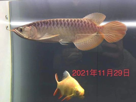 香港龍魚vs香港水族批發(fā)市場vs香港水族館vs香港魚缸批發(fā)市場vs祥龍魚場：香港龍魚、水族批發(fā)市場、水族館、香港魚缸批發(fā)市場地址
