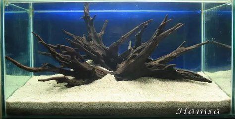 界首龍魚有哪些養殖基地推薦？，安徽界首龍魚養殖基地 界首龍魚有哪些養殖基地推薦？，安徽界首龍魚養殖基地 龍魚百科 第2張