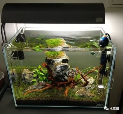 ada魚缸是什么意思：ada魚缸品牌簡介ada魚缸品牌簡介