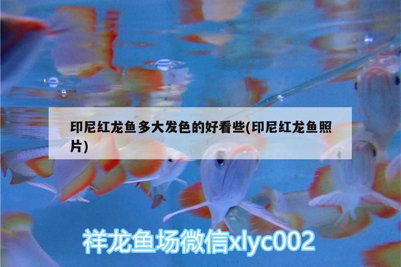 印尼紅龍魚多大發色的好看些(印尼紅龍魚照片)