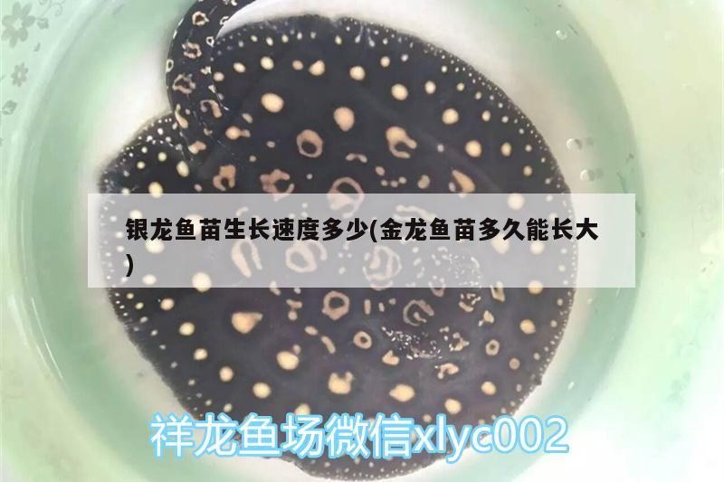 銀龍魚苗生長速度多少(金龍魚苗多久能長大)