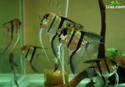 銀龍魚的飼養方法視頻播放全集(銀龍魚喂養視頻)