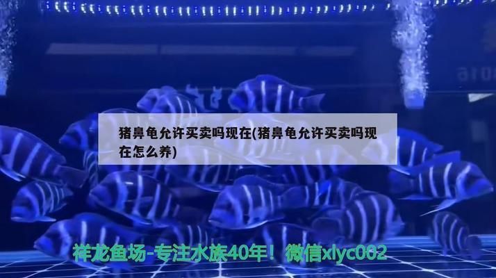 豬鼻龜為什么禁賣了：關(guān)于豬鼻龜?shù)囊恍﹩栴}