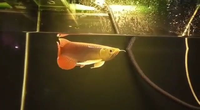 22CM大湖紅龍魚：22cm大湖紅龍魚 22CM大湖紅龍魚：22cm大湖紅龍魚 大湖紅龍魚百科 第3張