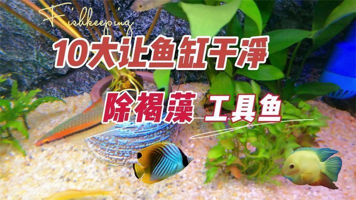 一米二的魚缸可以養多少魚(一米二的魚缸能養多少魚)