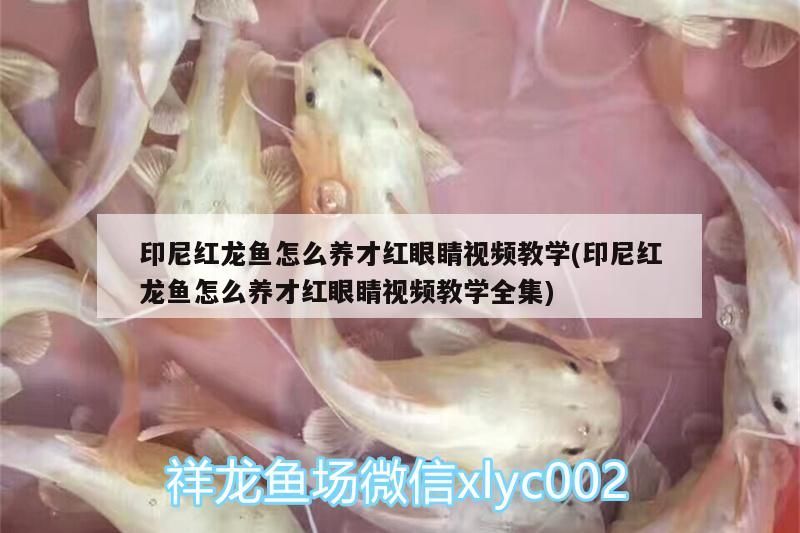 印尼紅龍魚怎么養(yǎng)才紅眼睛視頻教學(印尼紅龍魚怎么養(yǎng)才紅眼睛視頻教學全集)