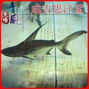 水族館主營業務有哪些項目：2020-2025年中國水族館主營業務介紹