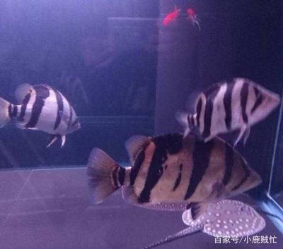 魟魚有哪些魚不能混養的：魟魚有哪些魚不能混養