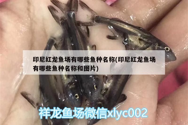 印尼紅龍魚場有哪些魚種名稱(印尼紅龍魚場有哪些魚種名稱和圖片) 紅龍魚百科 第3張 印尼紅龍魚場有哪些魚種名稱(印尼紅龍魚場有哪些魚種名稱和圖片) 印尼紅龍魚場有哪些魚種名稱(印尼紅龍魚場有哪些魚種名稱和圖片) 紅龍魚百科 第3張
