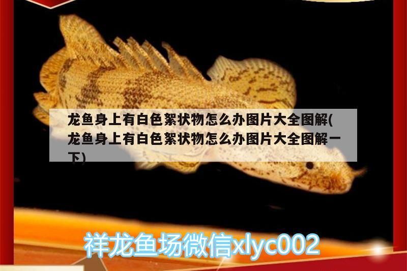 龍魚身上有白色絮狀物怎么辦圖片大全圖解(龍魚身上有白色絮狀物怎么辦圖片大全圖解一下)