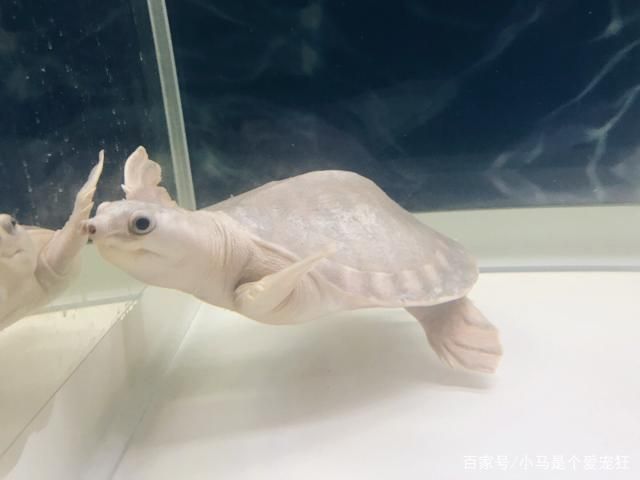 豬鼻龜有人工繁殖的嗎：豬鼻龜能人工繁殖出來嗎 豬鼻龜有人工繁殖的嗎：豬鼻龜能人工繁殖出來嗎 豬鼻龜百科 第9張