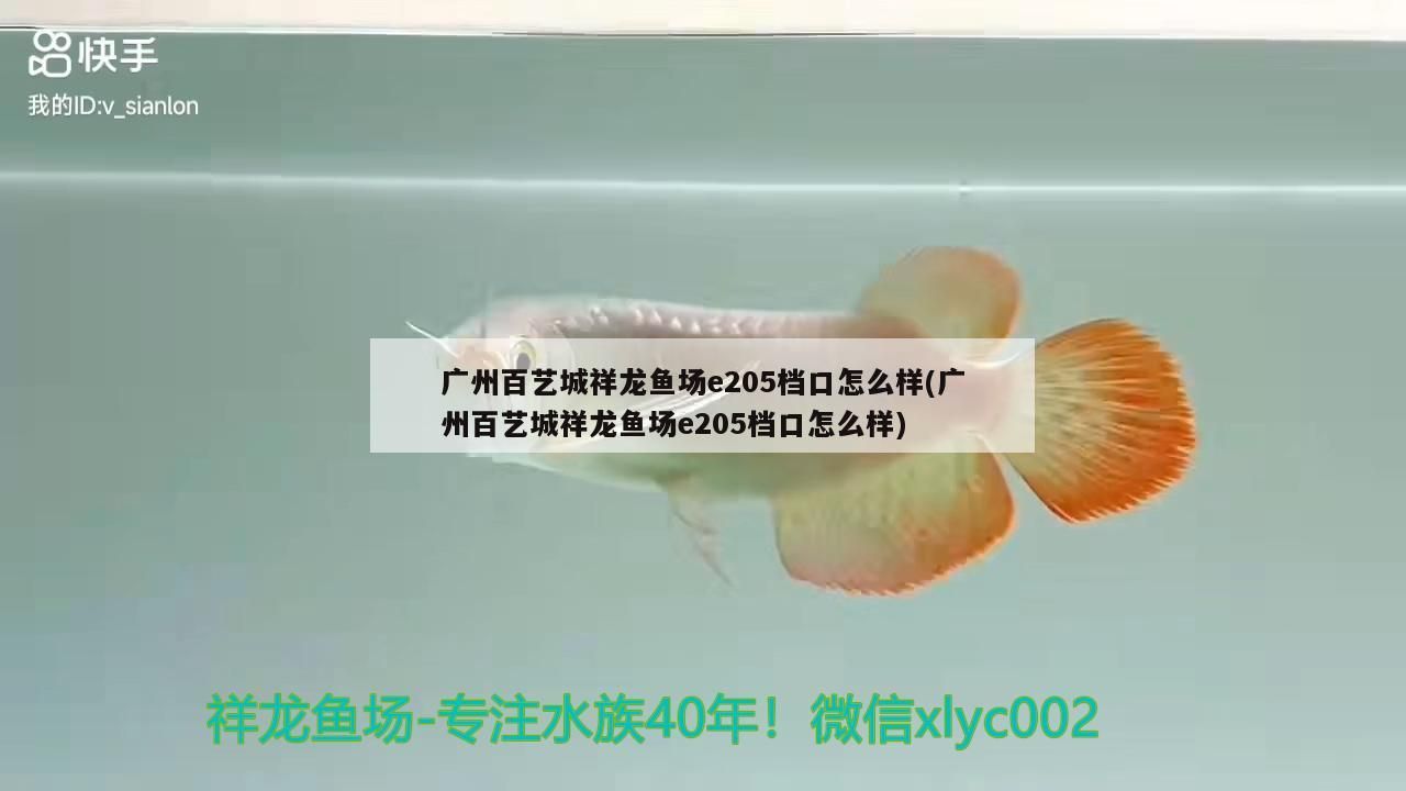 廣州百藝城祥龍魚場e205檔口怎么樣(廣州百藝城祥龍魚場e205檔口怎么樣)