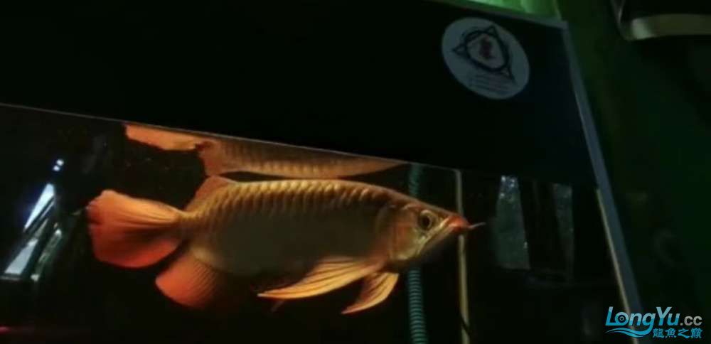 詳細(xì)閱讀:真正的大湖紅龍魚 真正的大湖紅龍魚