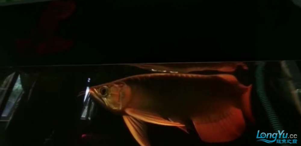 詳細(xì)閱讀:真正的大湖紅龍魚 真正的大湖紅龍魚