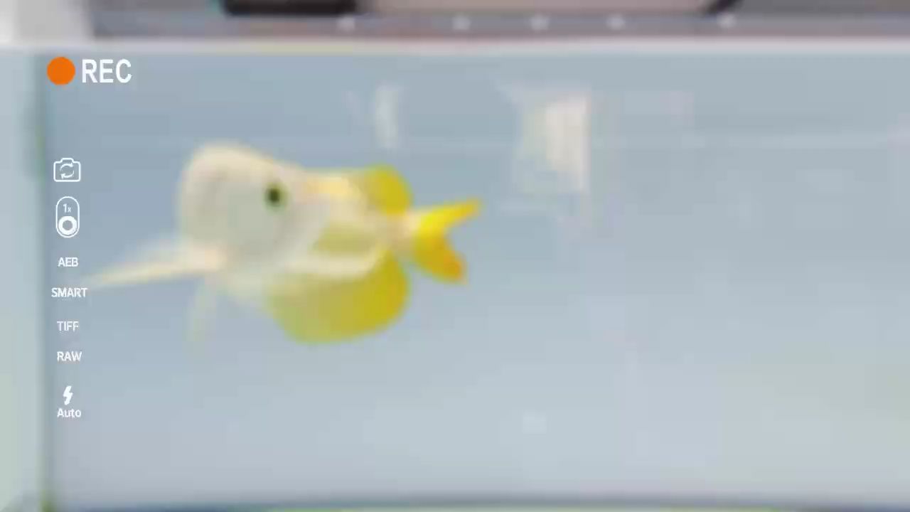 飄揚的長手【大湖紅龍,邁克爾張老三評論：持續保持水質,a再、不在乎/】 飄揚的長手【大湖紅龍,邁克爾張老三評論：持續保持水質,a再、不在乎/】 大湖紅龍魚百科 第1張