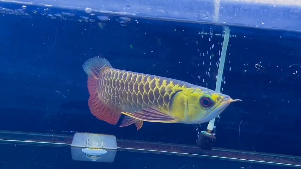 古典過背金龍魚價格表圖片：古典過背金龍魚價格表