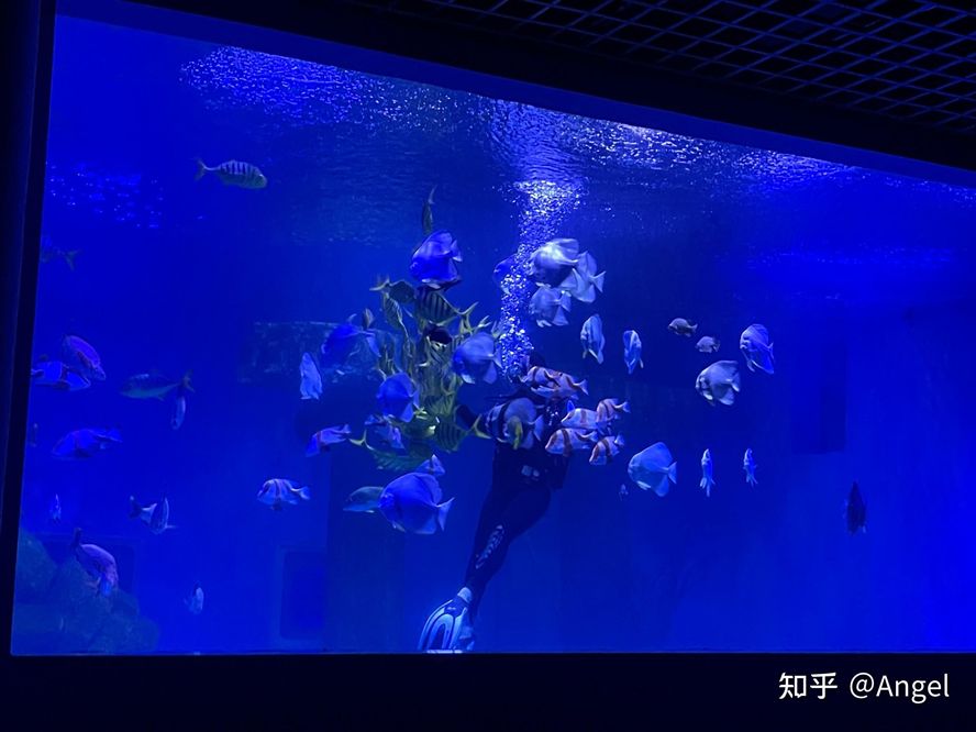 開(kāi)水族館靠什么掙錢(qián)呢知乎（水族館的盈利方式）