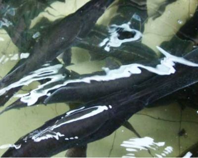 水族館專家如何辨別月光鴨嘴魚性別(如何辨別月光鴨嘴魚的性別) 水族館百科(水族館加盟) 第6張 水族館專家如何辨別月光鴨嘴魚性別(如何辨別月光鴨嘴魚的性別) 水族館專家如何辨別月光鴨嘴魚性別(如何辨別月光鴨嘴魚的性別) 水族館百科(水族館加盟) 第6張