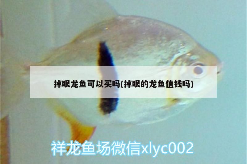掉眼龍魚可以買嗎(掉眼的龍魚值錢嗎) 掉眼龍魚可以買嗎(掉眼的龍魚值錢嗎) 觀賞魚百科