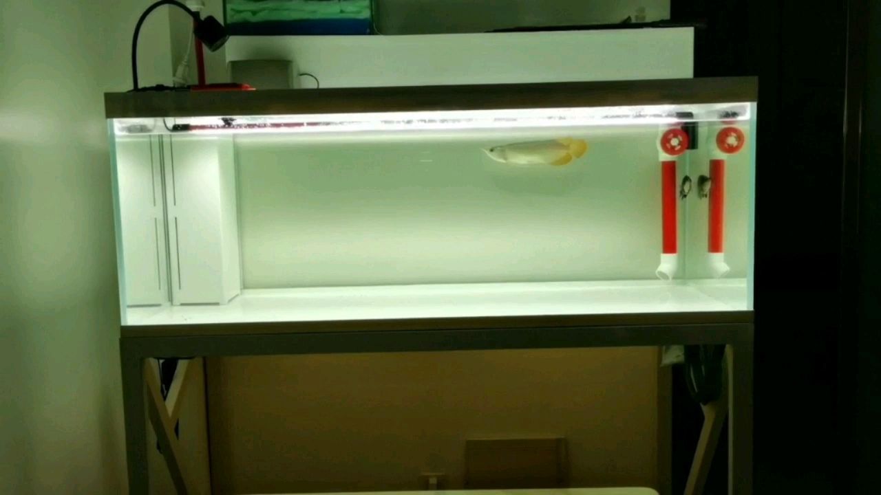 怎么就亞硝酸鹽超標了 怎么就亞硝酸鹽超標了 黃金貓魚百科 第1張