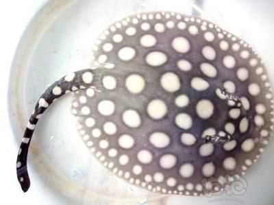 紅龍魚喂食泥鰍好不好 龍魚百科 第2張 紅龍魚喂食泥鰍好不好 紅龍魚喂食泥鰍好不好 龍魚百科 第2張