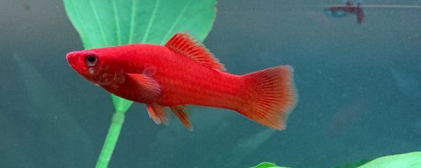1米魚缸拉筋：1米寬的魚缸也可以不拉筋 1米魚缸拉筋：1米寬的魚缸也可以不拉筋 魚缸百科 第1張