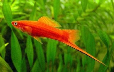 1米魚缸拉筋：1米寬的魚缸也可以不拉筋 1米魚缸拉筋：1米寬的魚缸也可以不拉筋 魚缸百科 第4張