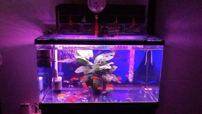 眉山龍魚vs眉山水族批發市場vs眉山水族館vs眉山魚缸批發市場vs祥龍魚場：眉山寵物市場分布 眉山龍魚vs眉山水族批發市場vs眉山水族館vs眉山魚缸批發市場vs祥龍魚場：眉山寵物市場分布 祥龍魚場各市分站 第4張