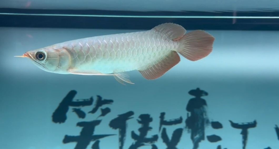 請問這是大湖紅龍魚嗎？【昆weixin001評論：好】
