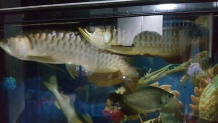 金龍魚魚尾裂開怎么回事：金龍魚魚尾裂開可能由多種因素引起，金龍魚魚尾裂開如何急救 金龍魚魚尾裂開怎么回事：金龍魚魚尾裂開可能由多種因素引起，金龍魚魚尾裂開如何急救 金龍魚百科 第3張