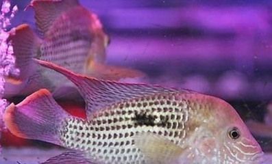 金龍魚魚尾裂開怎么回事：金龍魚魚尾裂開可能由多種因素引起，金龍魚魚尾裂開如何急救 金龍魚魚尾裂開怎么回事：金龍魚魚尾裂開可能由多種因素引起，金龍魚魚尾裂開如何急救 金龍魚百科 第4張