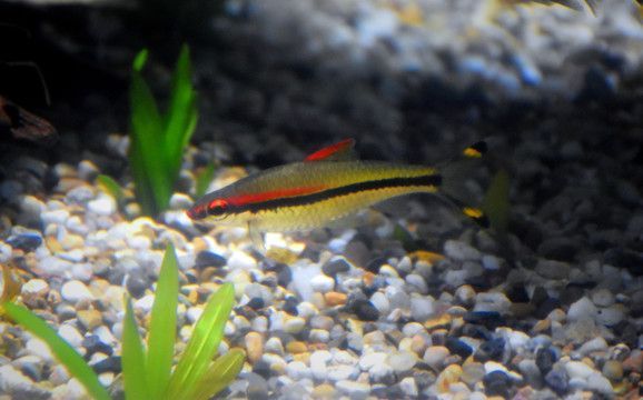 金龍魚運(yùn)輸途中如何保溫：冬季金龍魚運(yùn)輸保溫技巧