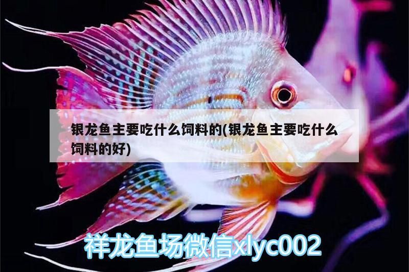 銀龍魚主要吃什么飼料的(銀龍魚主要吃什么飼料的好)