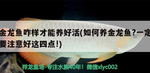 英皇魚缸售后電話號碼是多少（使徒行者2炮仗的結(jié)局）