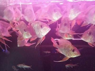 元寶鳳凰魚好養(yǎng)嗎:元寶鳳凰魚可以成為一道美麗的風(fēng)景線,元寶鳳凰魚好養(yǎng)嗎 元寶鳳凰魚百科 第3張 元寶鳳凰魚好養(yǎng)嗎:元寶鳳凰魚可以成為一道美麗的風(fēng)景線,元寶鳳凰魚好養(yǎng)嗎 元寶鳳凰魚好養(yǎng)嗎:元寶鳳凰魚可以成為一道美麗的風(fēng)景線,元寶鳳凰魚好養(yǎng)嗎 元寶鳳凰魚百科 第3張