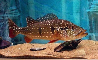 馬拉莫寶石魚苗性別鑒別技巧，寶石魚的性別鑒別技巧