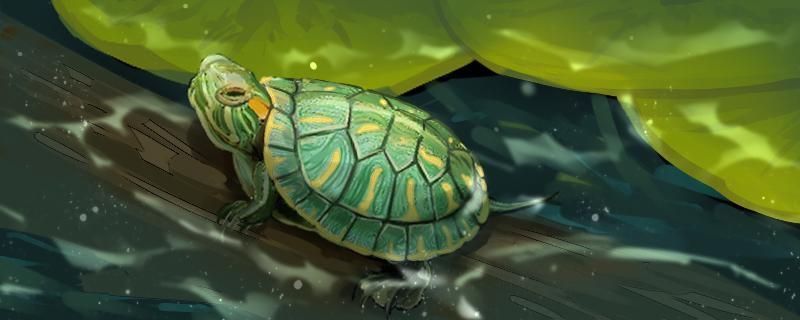 馬拉莫寶石魚苗性別鑒別技巧，寶石魚的性別鑒別技巧