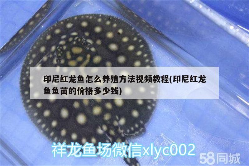 印尼紅龍魚怎么養殖方法視頻教程(印尼紅龍魚魚苗的價格多少錢) 紅龍魚百科 第3張 印尼紅龍魚怎么養殖方法視頻教程(印尼紅龍魚魚苗的價格多少錢) 印尼紅龍魚怎么養殖方法視頻教程(印尼紅龍魚魚苗的價格多少錢) 紅龍魚百科 第3張