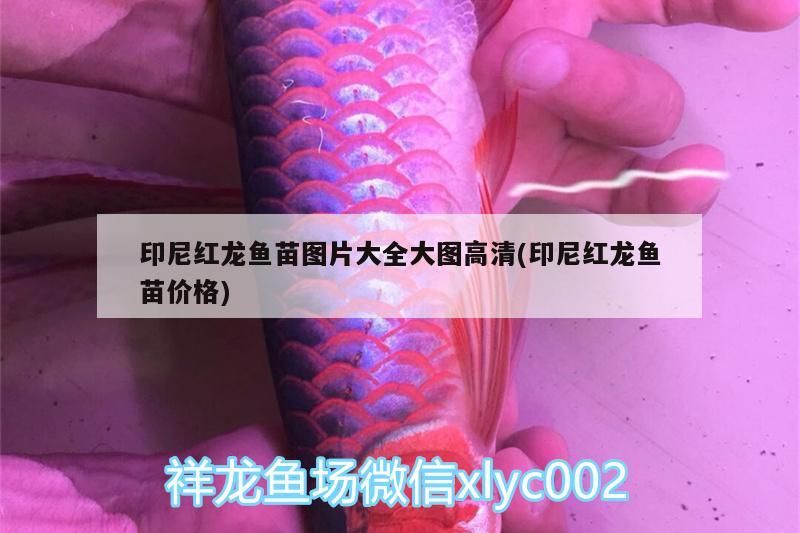 印尼紅龍魚苗圖片大全大圖高清(印尼紅龍魚苗價格)