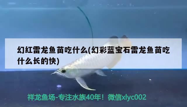 幻紅雷龍魚苗吃什么(幻彩藍寶石雷龍魚苗吃什么長的快)