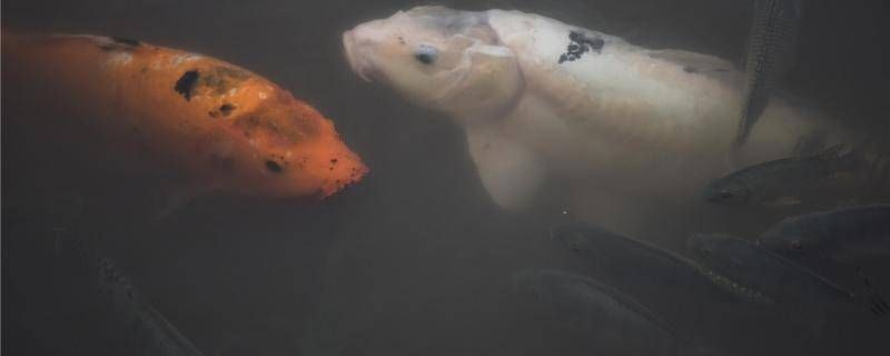 魟魚喂食量少會不會拉綠便：喂食量少的魟魚會不會拉綠便