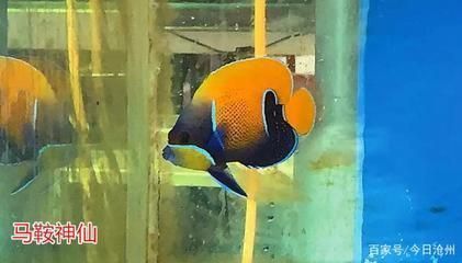 銀龍魚和七彩龍魚哪個更耐病,銀龍魚與七彩神仙魚的區別 龍魚百科 第1張 銀龍魚和七彩龍魚哪個更耐病,銀龍魚與七彩神仙魚的區別 銀龍魚和七彩龍魚哪個更耐病,銀龍魚與七彩神仙魚的區別 龍魚百科 第1張
