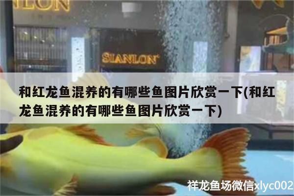 承德龍魚vs承德水族批發(fā)市場(chǎng)vs承德水族館vs承德魚缸批發(fā)市場(chǎng)vs祥龍魚場(chǎng):承德魚缸批發(fā)市場(chǎng) 祥龍魚場(chǎng)各市分站 第4張 承德龍魚vs承德水族批發(fā)市場(chǎng)vs承德水族館vs承德魚缸批發(fā)市場(chǎng)vs祥龍魚場(chǎng):承德魚缸批發(fā)市場(chǎng) 承德龍魚vs承德水族批發(fā)市場(chǎng)vs承德水族館vs承德魚缸批發(fā)市場(chǎng)vs祥龍魚場(chǎng):承德魚缸批發(fā)市場(chǎng) 祥龍魚場(chǎng)各市分站 第4張