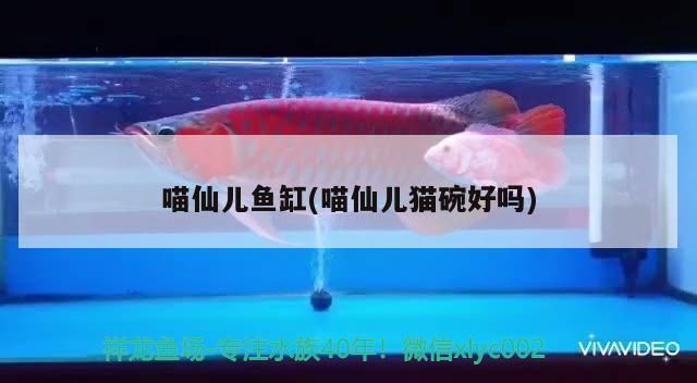 喵仙兒魚缸，喵仙兒品牌可能與寵物貓和魚缸有關聯 喵仙兒魚缸，喵仙兒品牌可能與寵物貓和魚缸有關聯 魚缸百科 第3張