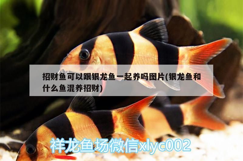 招財魚可以跟銀龍魚一起養嗎圖片(銀龍魚和什么魚混養招財)