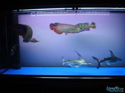 金龍魚魚缸最小尺寸是多少，金龍魚魚缸最小尺寸為25厘米×30厘米