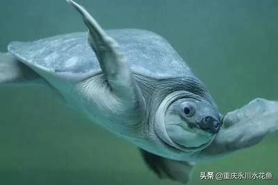 豬鼻龜繁殖期：豬鼻龜?shù)姆敝郴貓D片大全)-豬鼻龜繁殖基地圖片大全