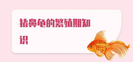 豬鼻龜繁殖期：豬鼻龜的繁殖基地圖片大全)-豬鼻龜繁殖基地圖片大全