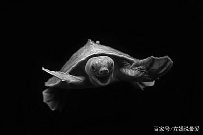 豬鼻龜30厘米幾年：豬鼻龜30厘米大圖片大全大圖(豬鼻龜一般能活多少年